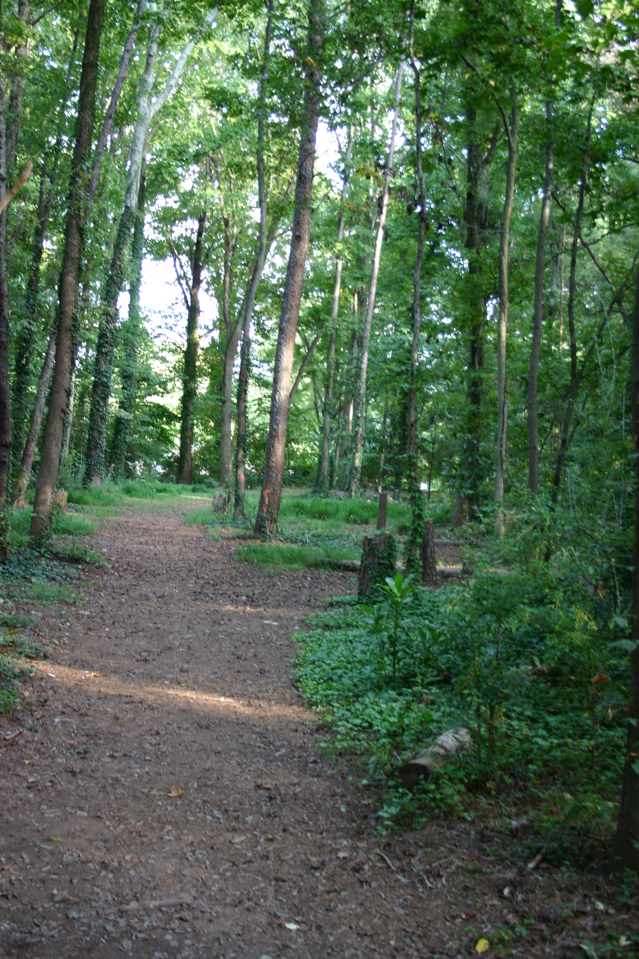 Sugaw Creek Park Professional Disc Golf Association